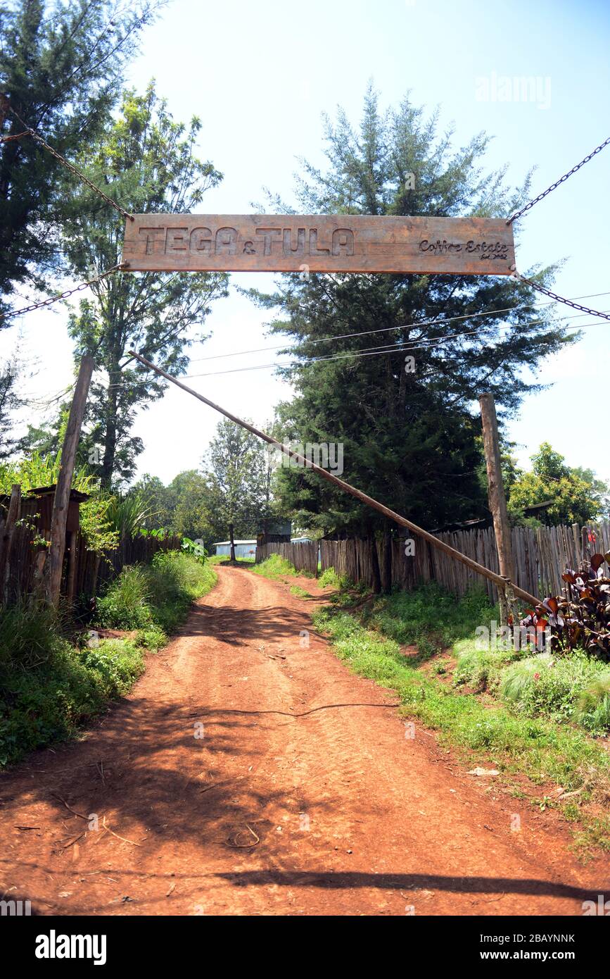 Teja & Tula coffee plantation in the Kaffa region of Ethiopia. Stock Photo