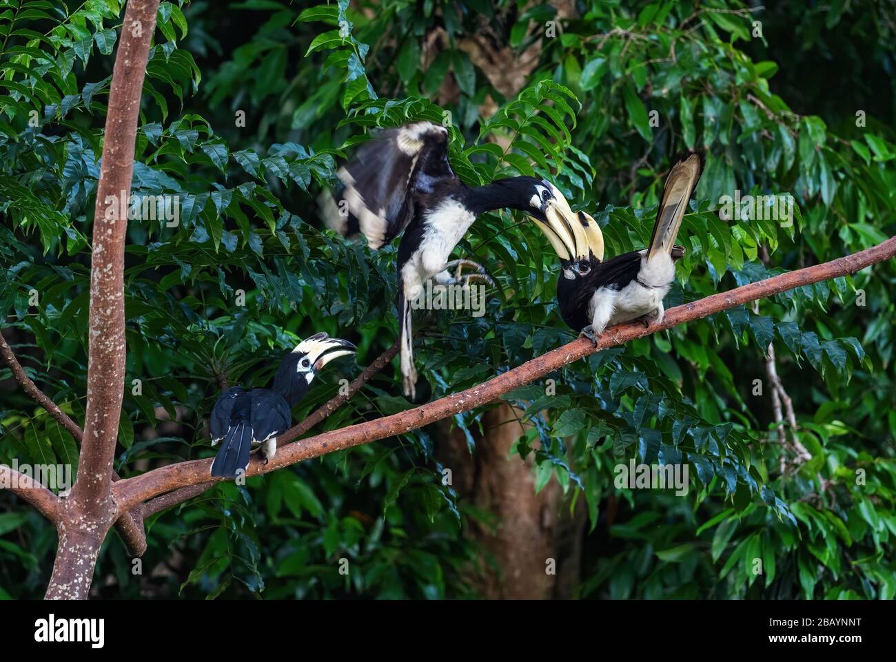 Oriental Pied-hornbill - Anthracoceros albirostris, small beautiful hornbill from Southeast Asian forests and woodlands, Pangkor island, Malaysia. Stock Photo