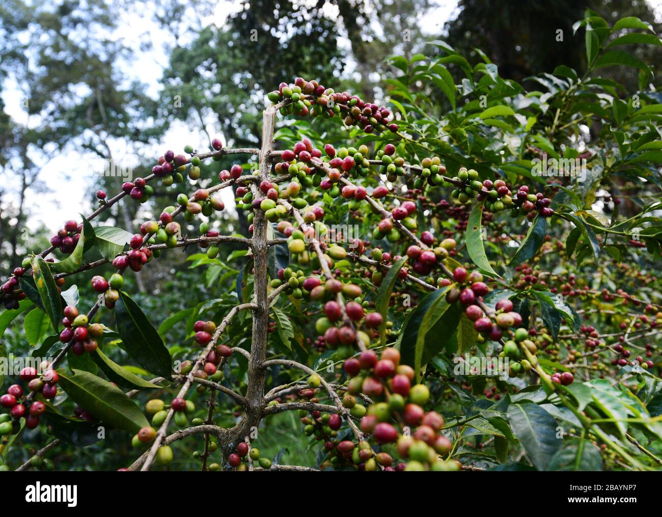 Ethiopian Coffee Cherries High Resolution Stock Photography And Images ethiopian-coffee-cherries-high-resolution-stock-photography-and-images