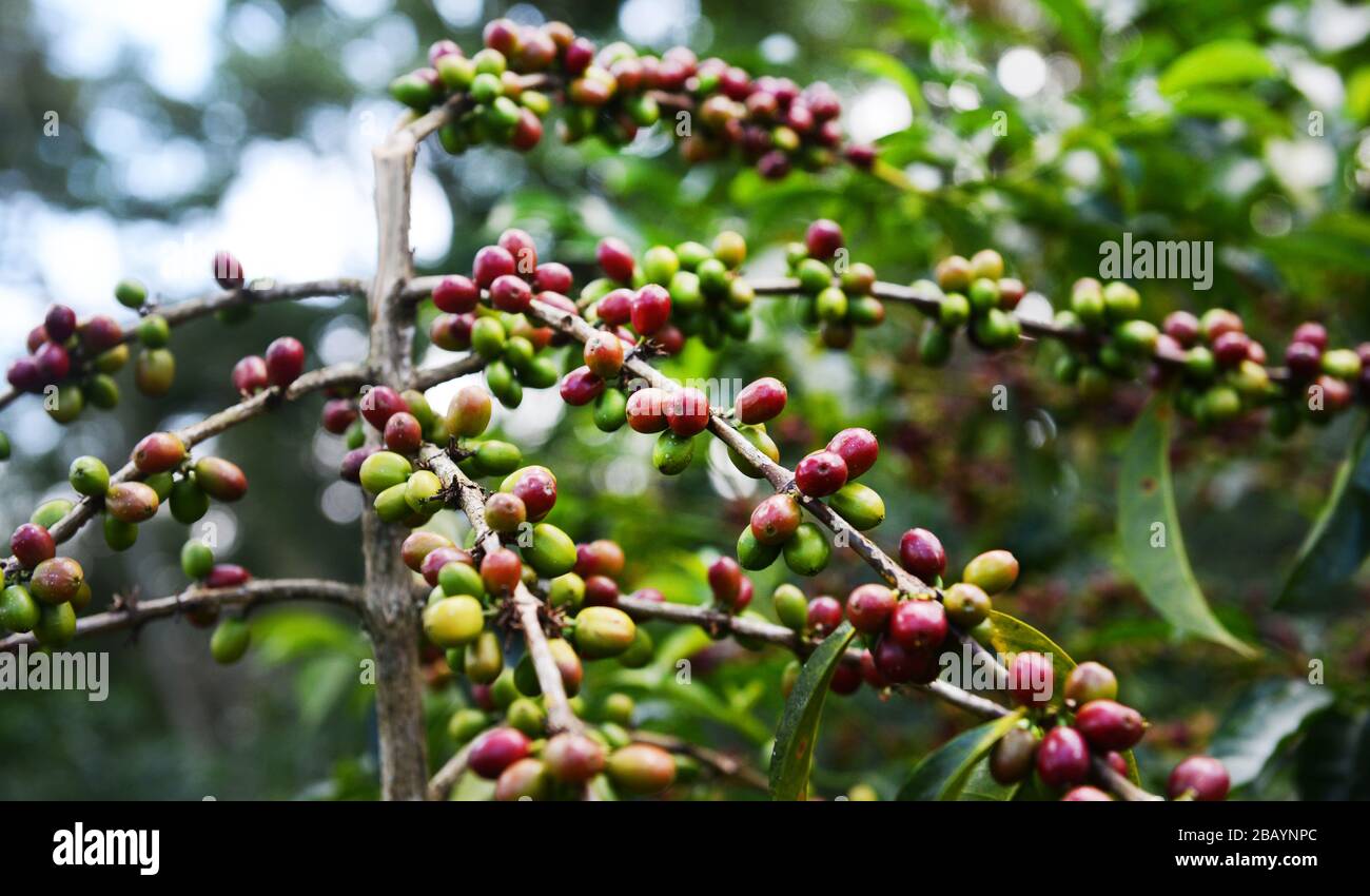 Coffee cherries on a coffee tree in Ethiopia. Stock Photo