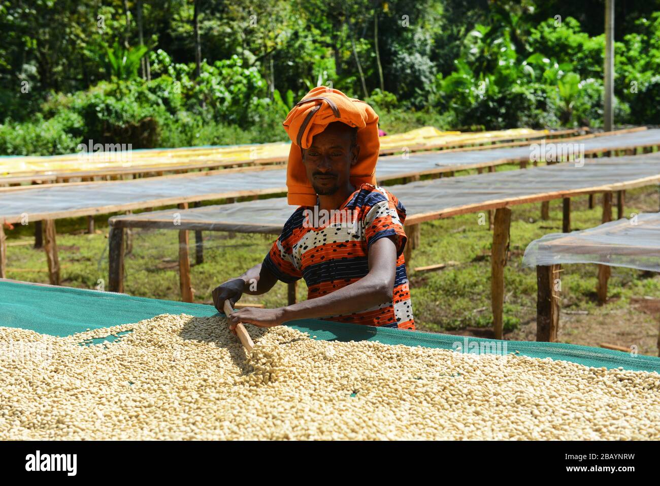 Coffee beans are sorted and dried on drying beds in Tega&Tula coffee estate in the Kaffa rigion of Ethiopia. Stock Photo