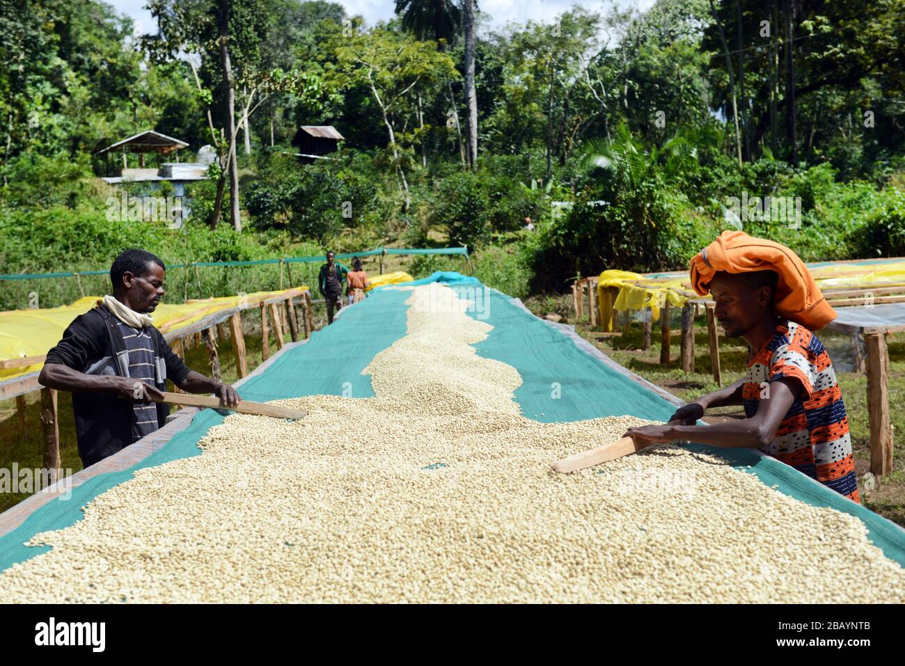 Coffee beans are sorted and dried on drying beds in Tega&Tula coffee estate in the Kaffa rigion