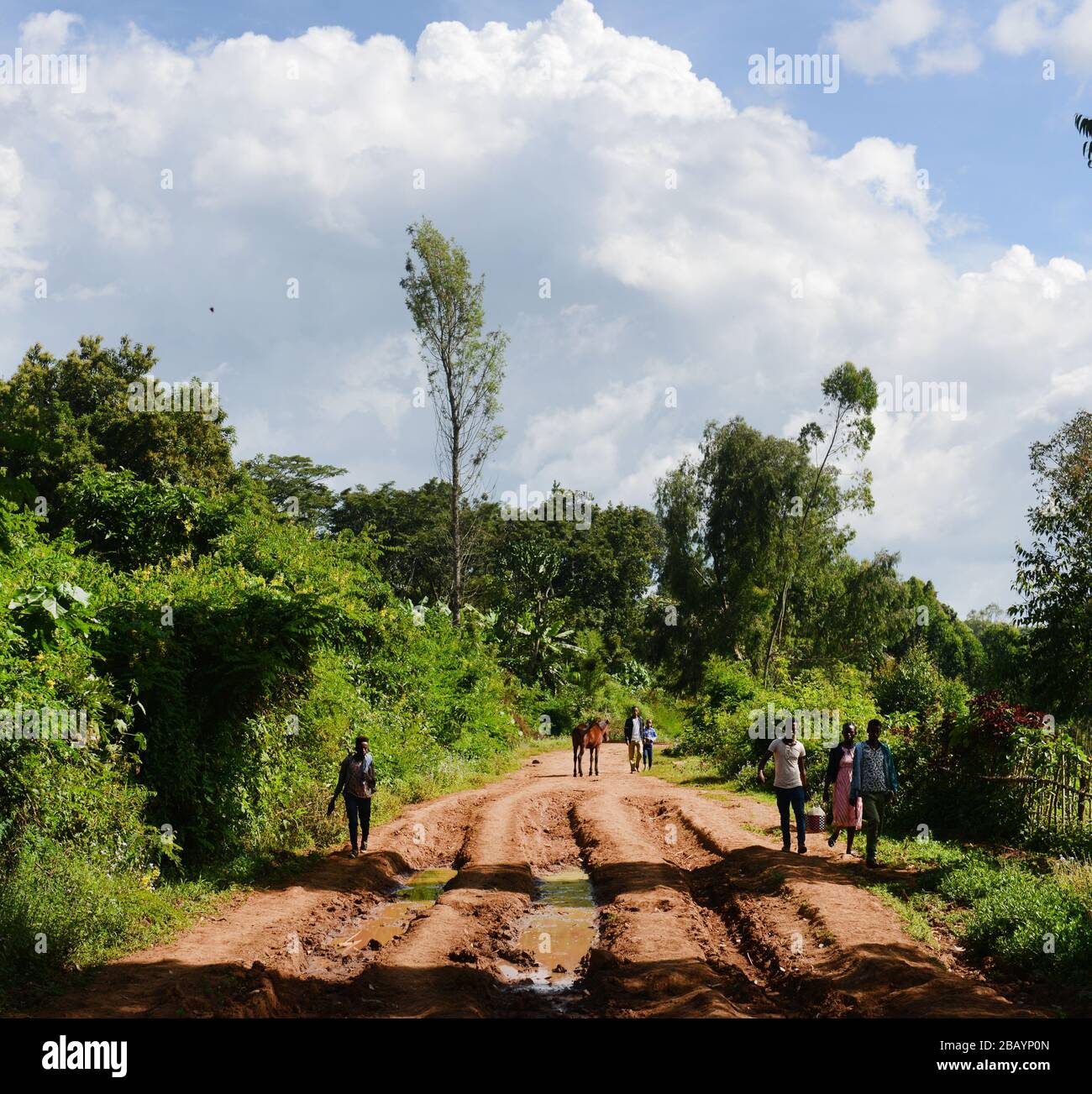 Driving between coffee estates in the Keffa region of Ethiopia. Stock Photo