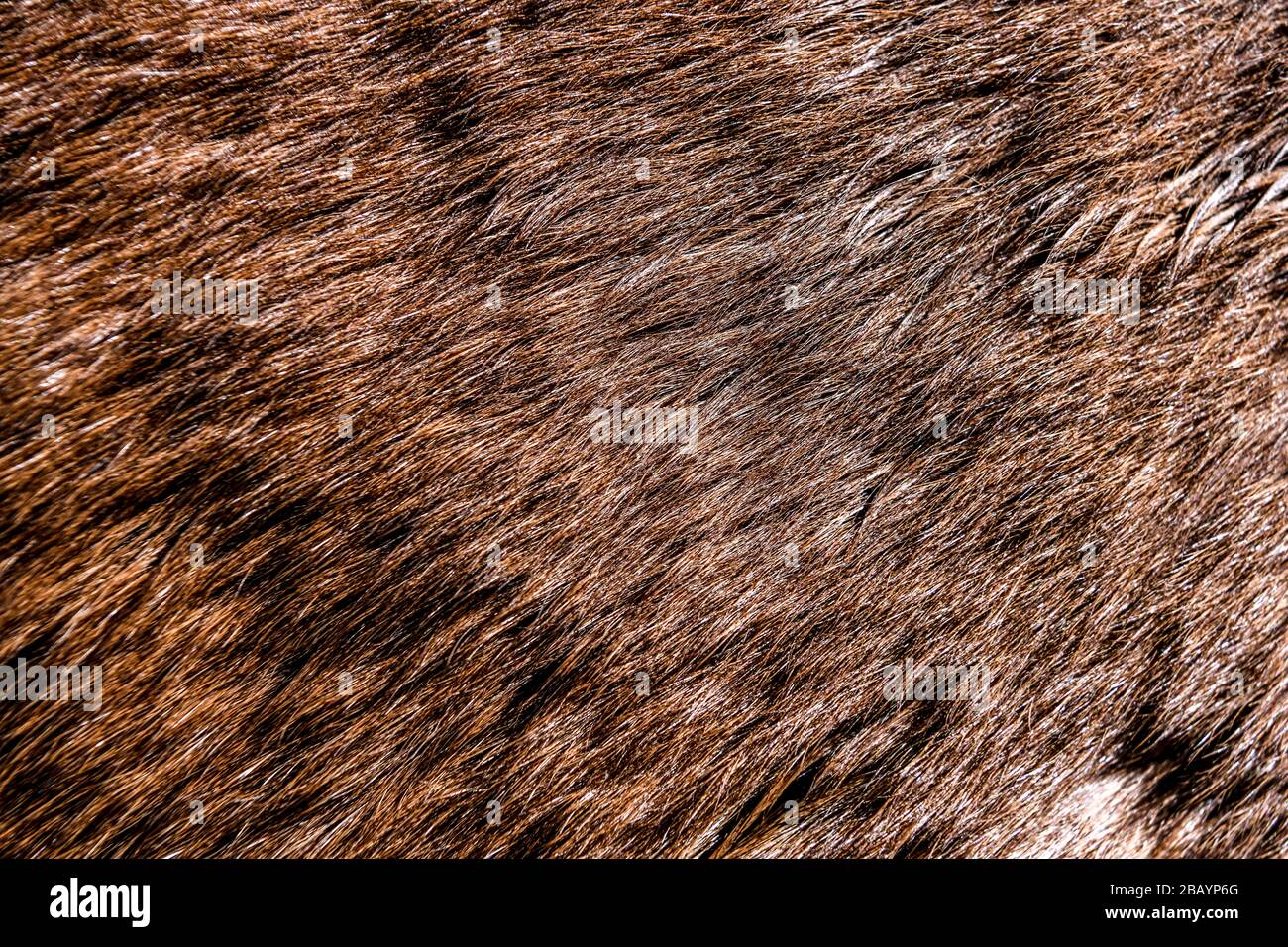 Horse hair texture Stock Photo Alamy