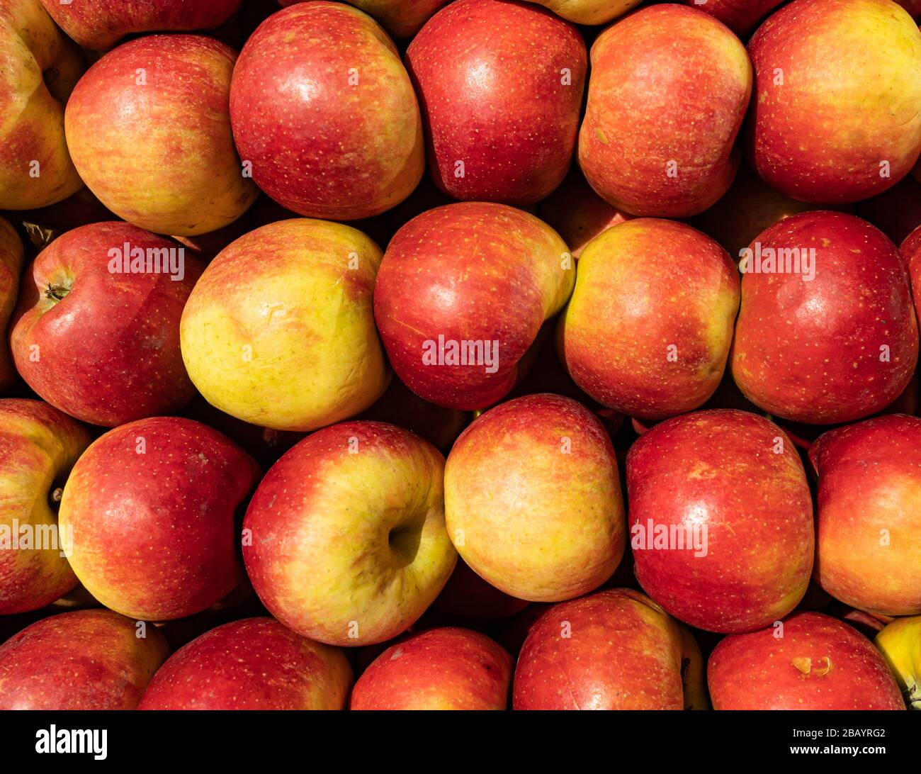 red-yellow apples in the sun. Many red and yellow apples, colorful ...