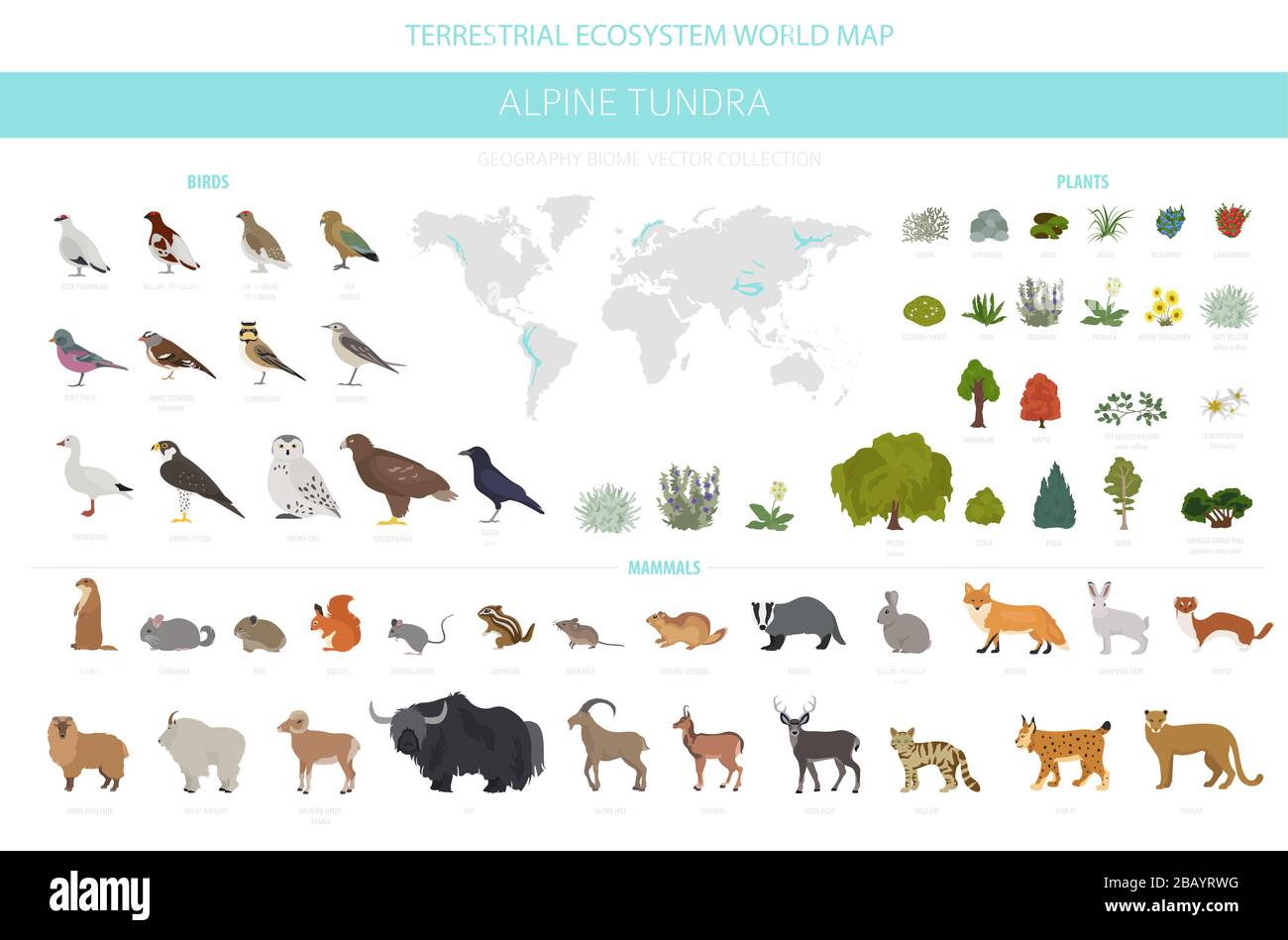 Apine tundra biome, natural region infographic. Terrestrial ecosystem world  map. Animals, birds and plants design set. Vector illustration Stock Vector  Image & Art - Alamy