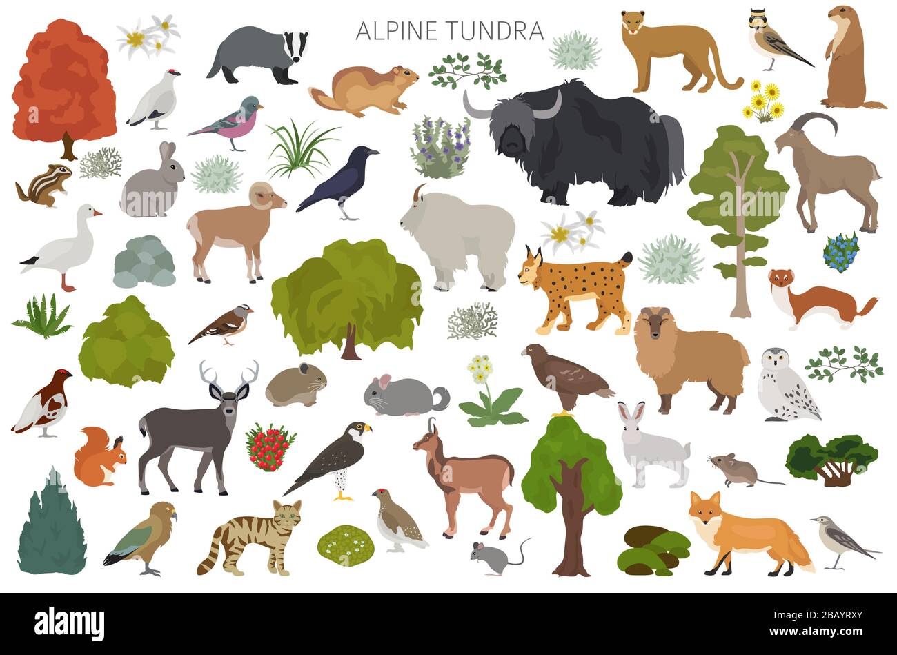 Apine tundra biome, natural region infographic. Terrestrial ecosystem world map. Animals, birds and plants design set. Vector illustration Stock Vector