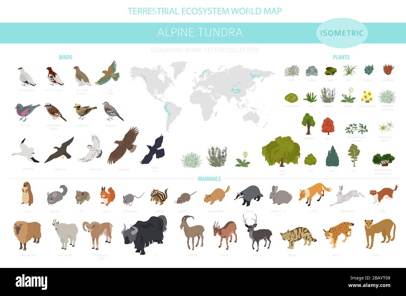 Apine tundra biome, natural region isometric infographic. Terrestrial ecosystem world map. Animals, birds and plants design set. Vector illustration Stock Vector