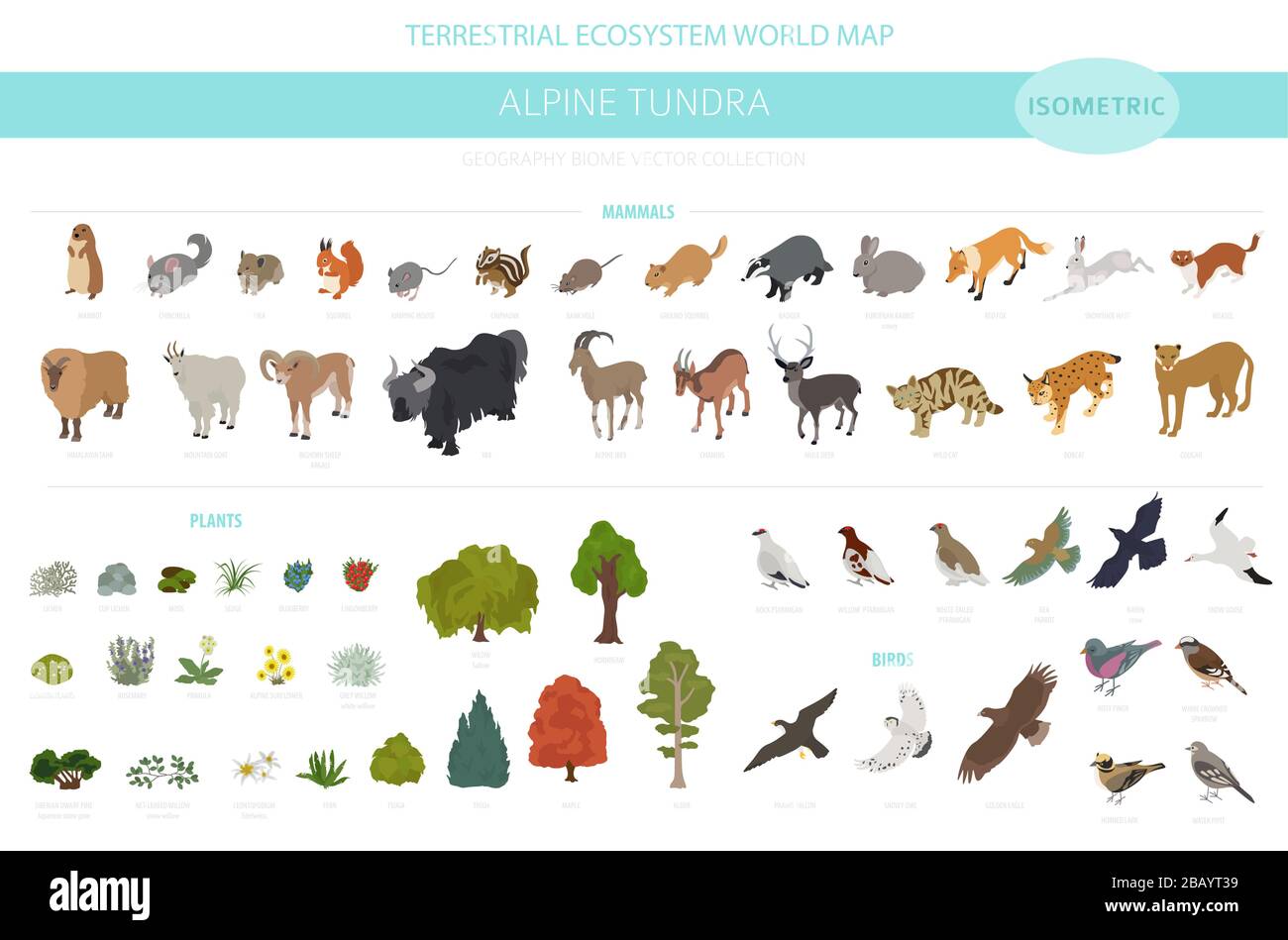 Apine tundra biome, natural region isometric infographic. Terrestrial ecosystem world map. Animals, birds and plants design set. Vector illustration Stock Vector