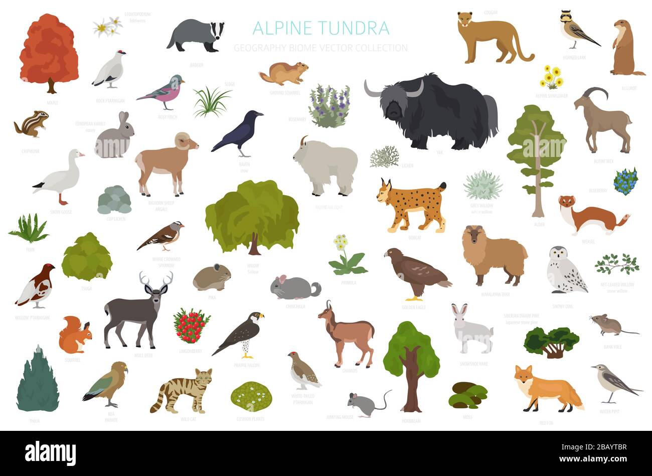 Arctic Tundra Animals And Plants