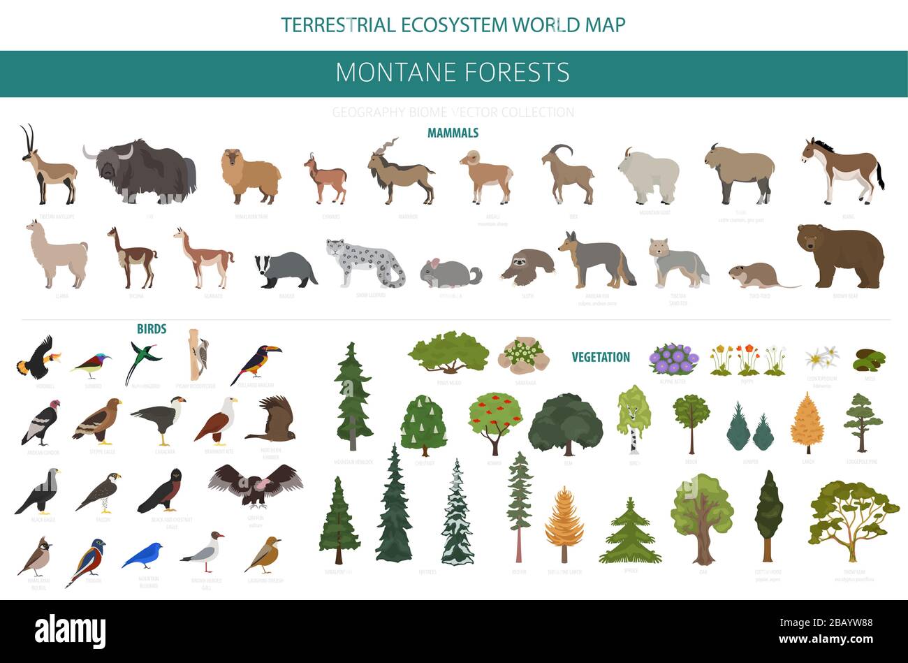 Montane forest biome, natural region infographic. Terrestrial ecosystem world map. Animals, birds and vegetations ecosystem design set. Vector illustr Stock Vector