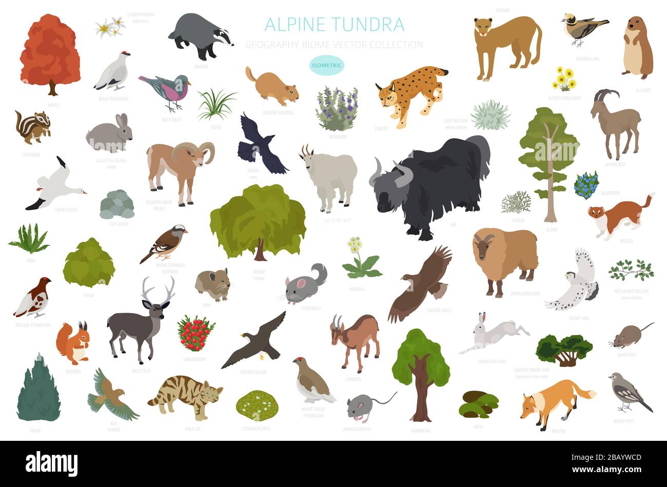 Apine tundra biome, natural region isometric infographic. Terrestrial  ecosystem world map. Animals, birds and plants design set. Vector  illustration Stock Vector Image & Art - Alamy