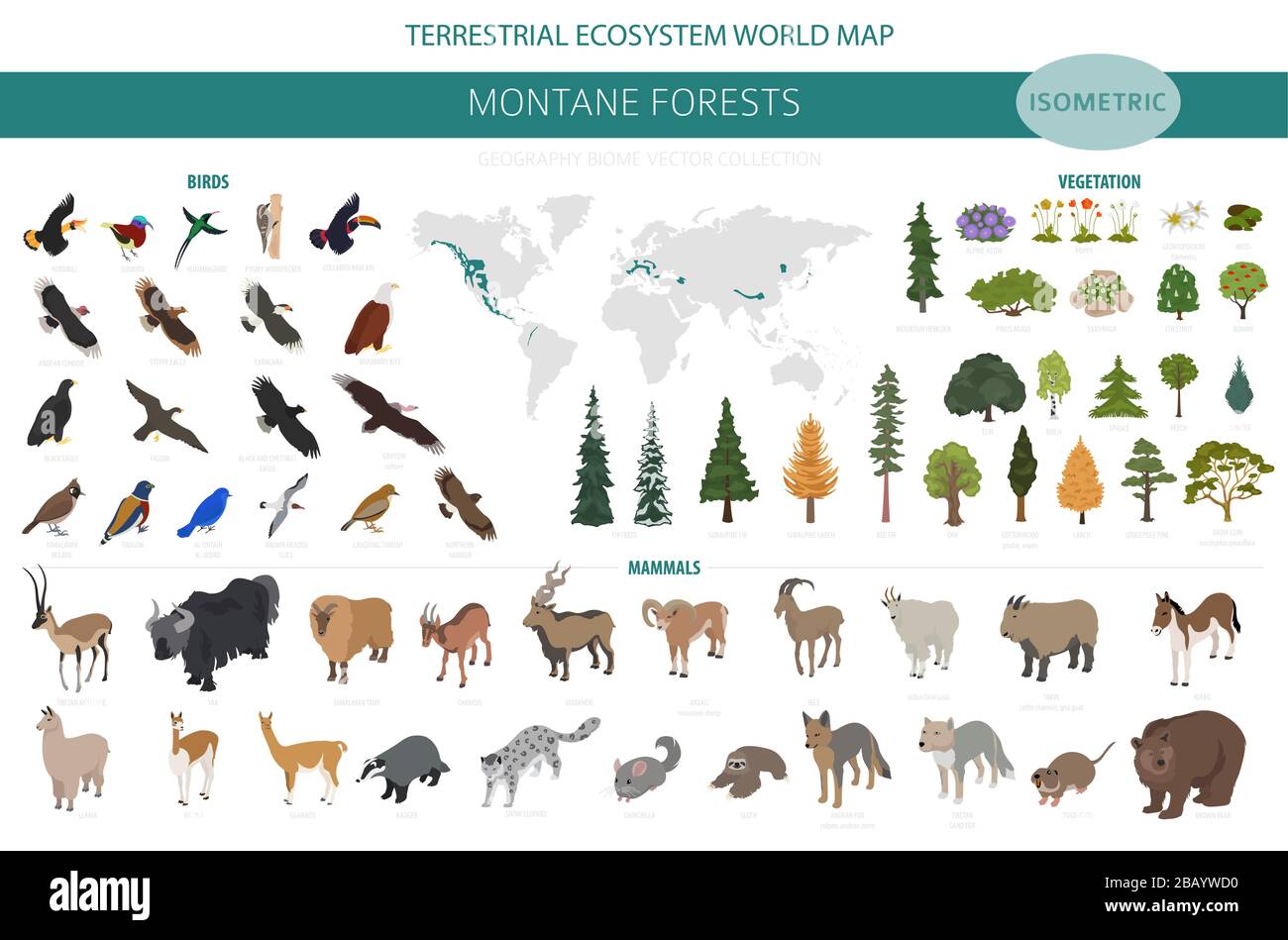 Montane forest biome, natural region infographic. Isometric version. Terrestrial ecosystem world map. Animals, birds and vegetations ecosystem design Stock Vector