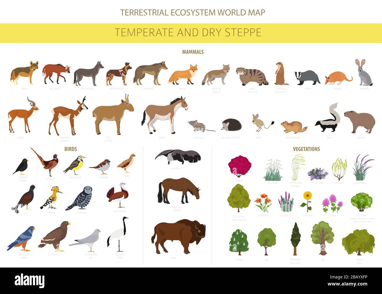 Temperate and dry steppe biome, natural region infographic. Prarie, steppe,  grassland, pampas. Terrestrial ecosystem world map. Animals, birds and veg  Stock Vector Image & Art - Alamy