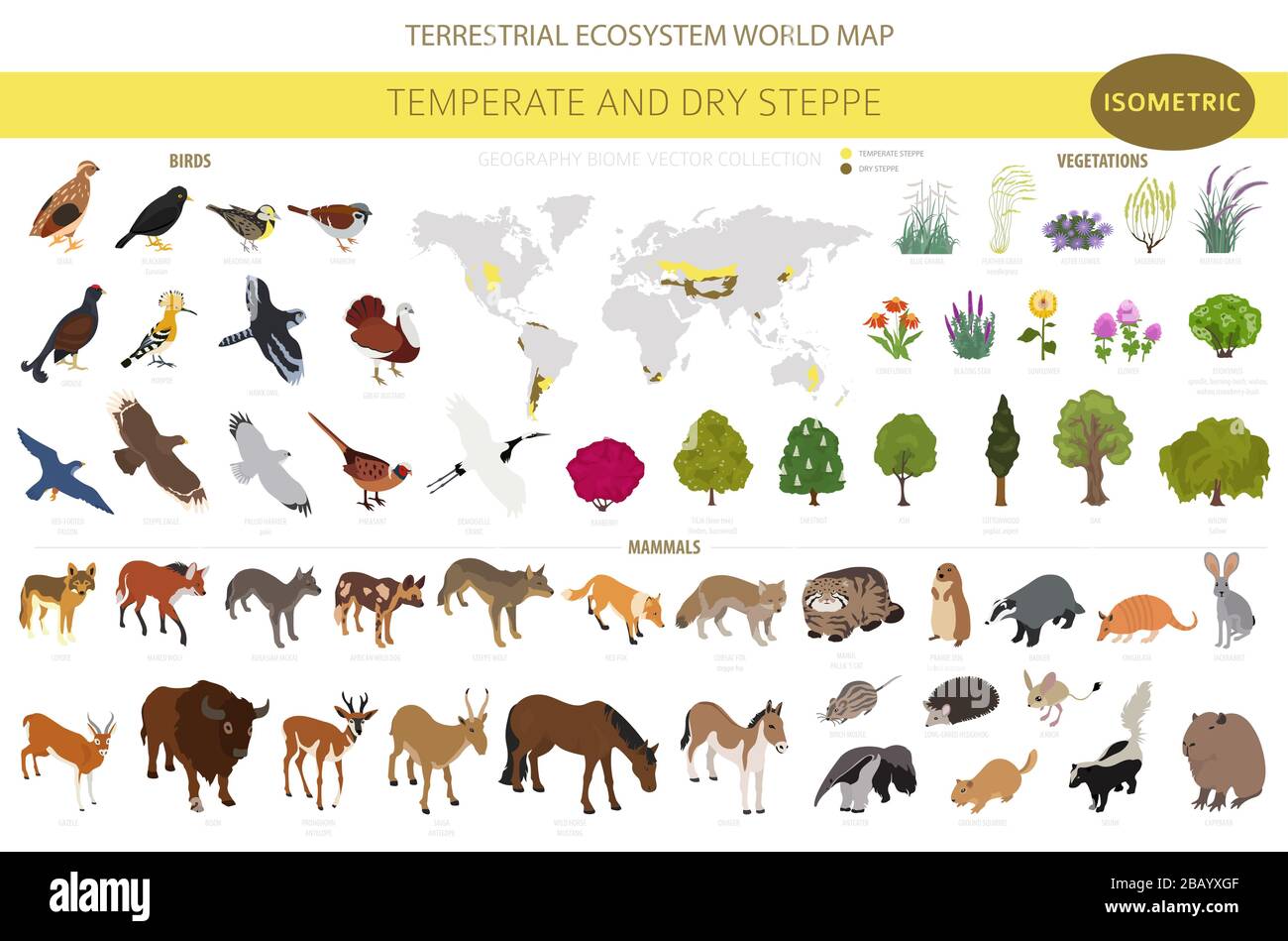 Temperate and dry steppe biome, natural region isometric infographic.  Prarie, steppe, grassland, pampas. Terrestrial ecosystem world map. Animals,  bir Stock Vector Image & Art - Alamy