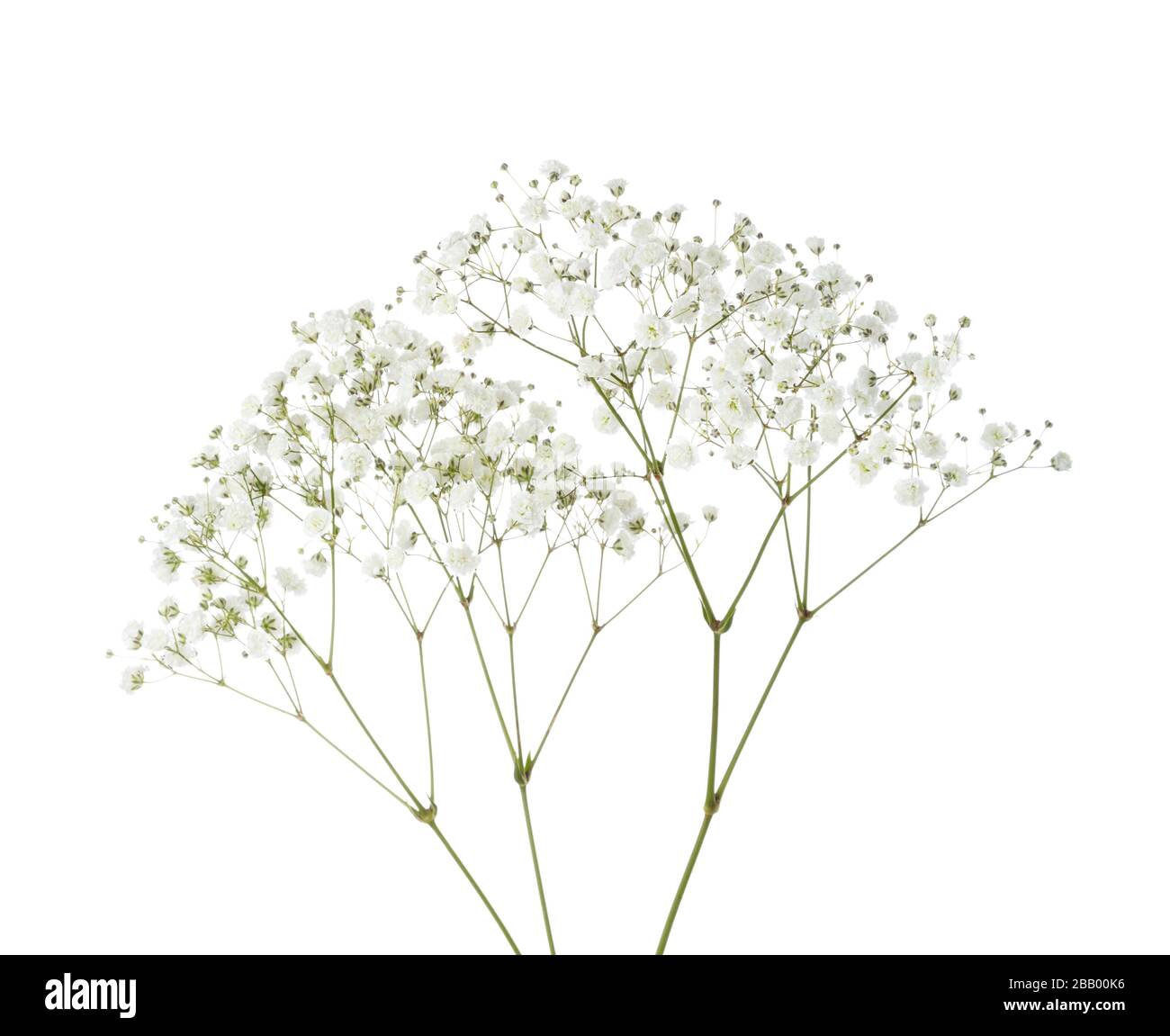Twigs With Small White Flowers Of Gypsophila Baby S Breath Isolated On White Background Stock Photo Alamy