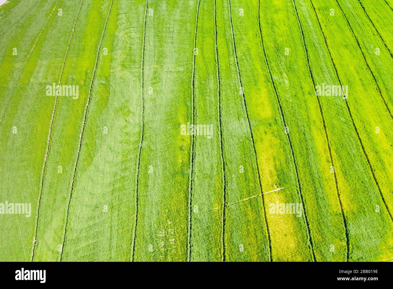 An aerial view of a huge agricultural plant field. Green growing plants below Stock Photo