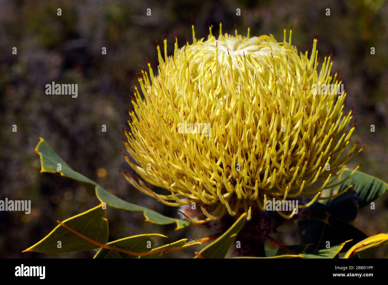 Yellow flower of the birds-nest Banksia, Banksia baxteri, in its natural habitat in South West Western Australia Stock Photo