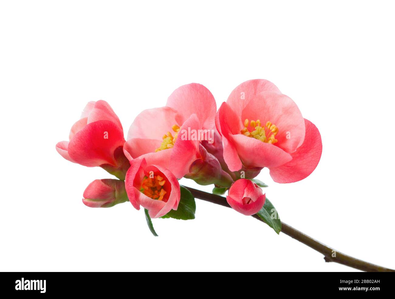 Flowering Quince (Chaenomeles) isolated on white background Stock Photo ...