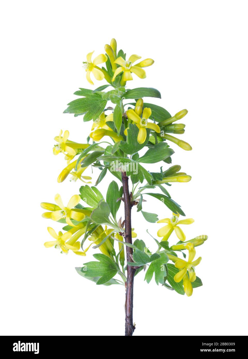 Branch with young green spring leaves and yellow flowers isolated on white. Golden Currant Stock Photo