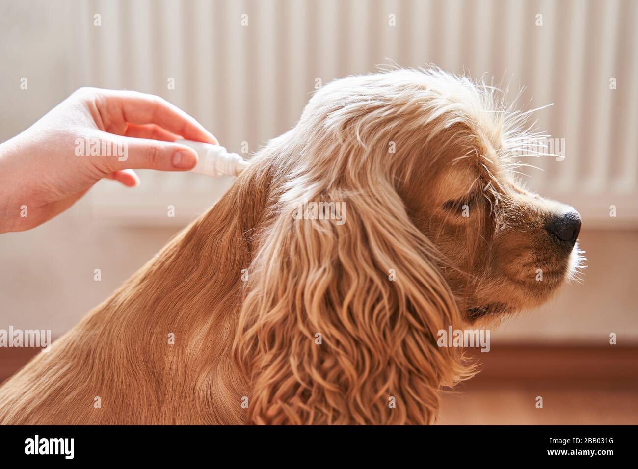 Where Are Withers On A Dog