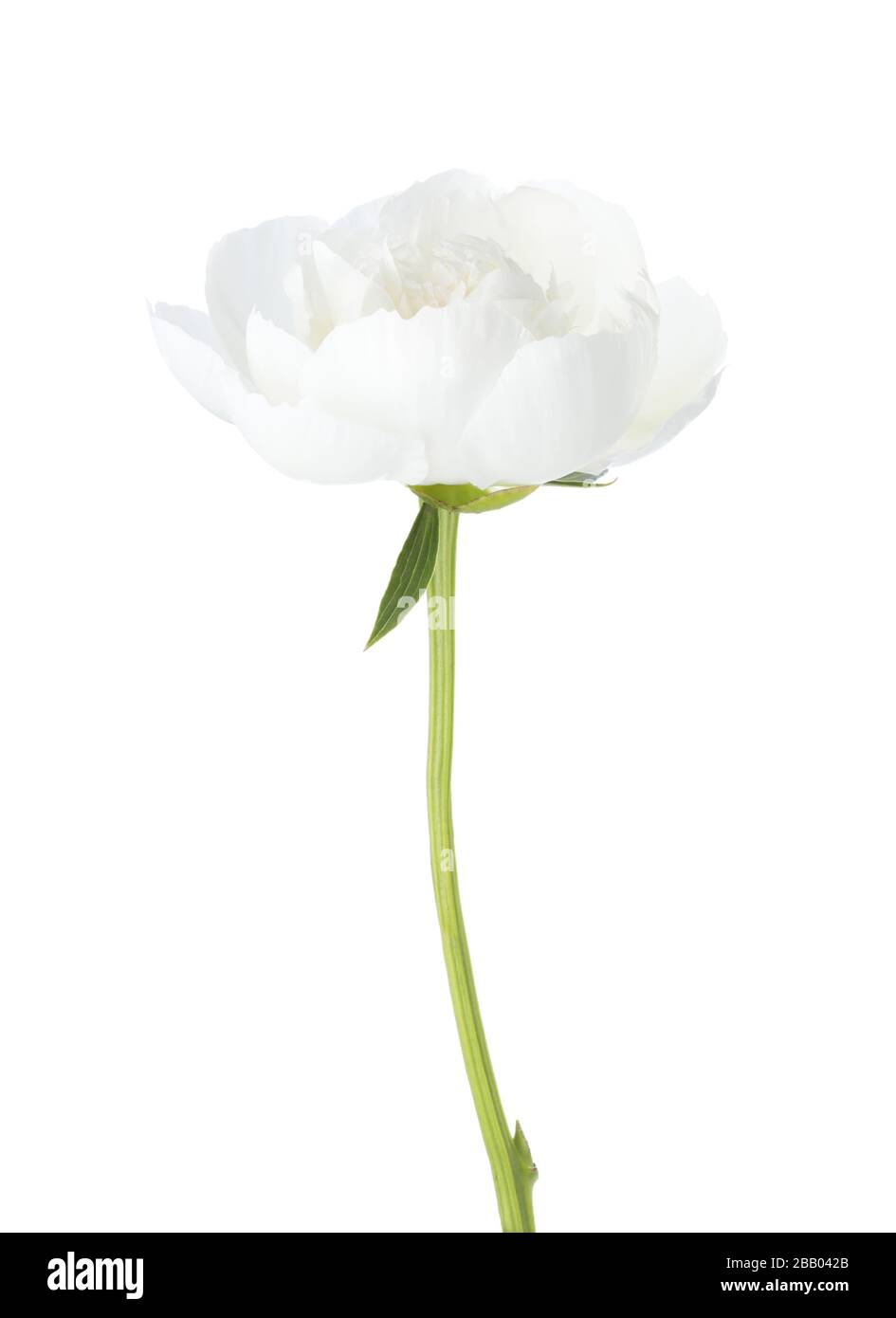 White peony isolated on white background. Stock Photo