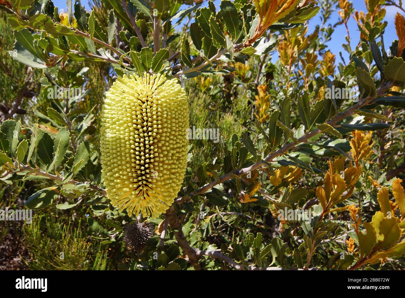 Yellow flower of Banksia lemanniana, wildflower in spring, endemic to Western Australia in its natural habitat Stock Photo