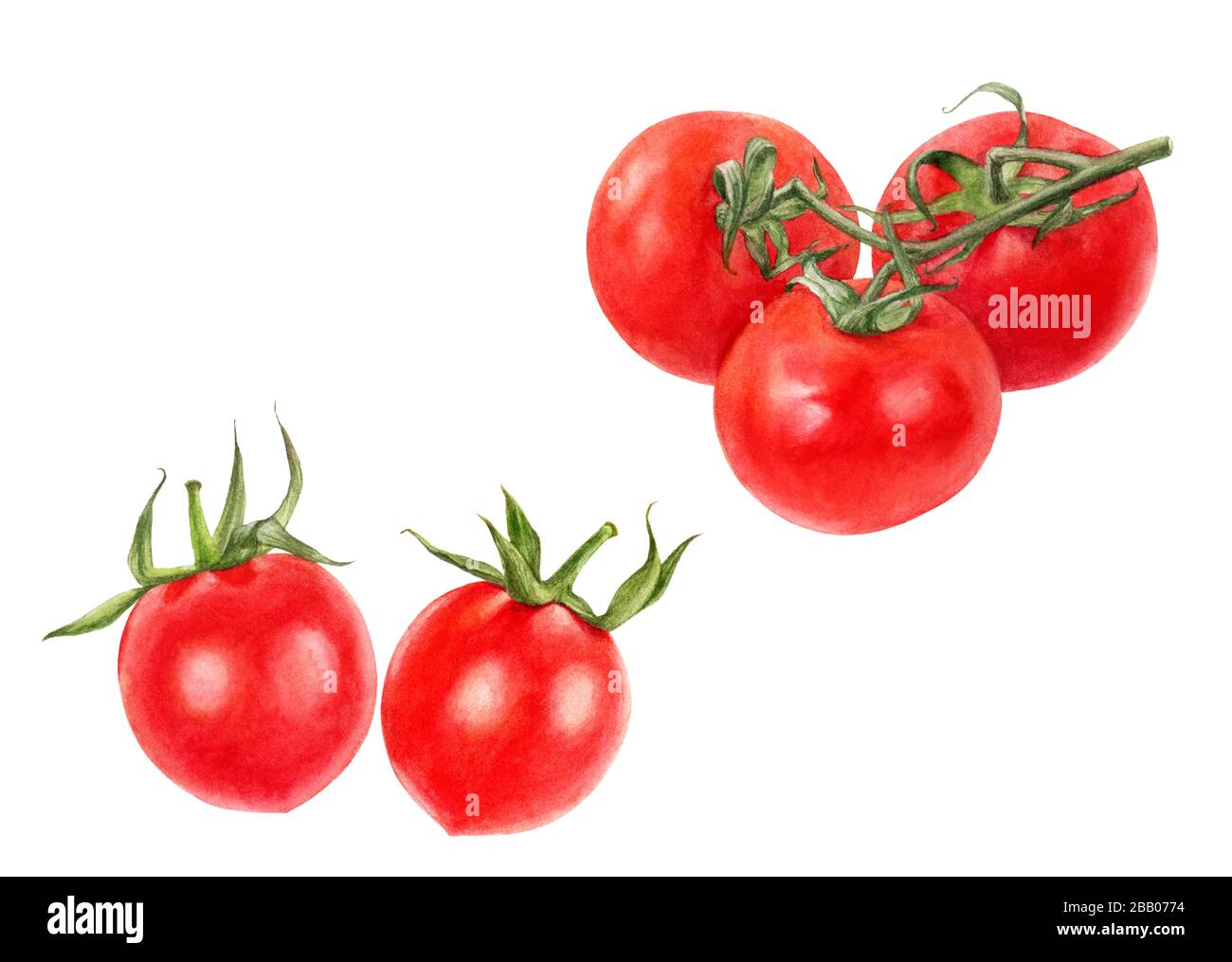 Cherry tomatoes set watercolor isolated on white background Stock Photo ...