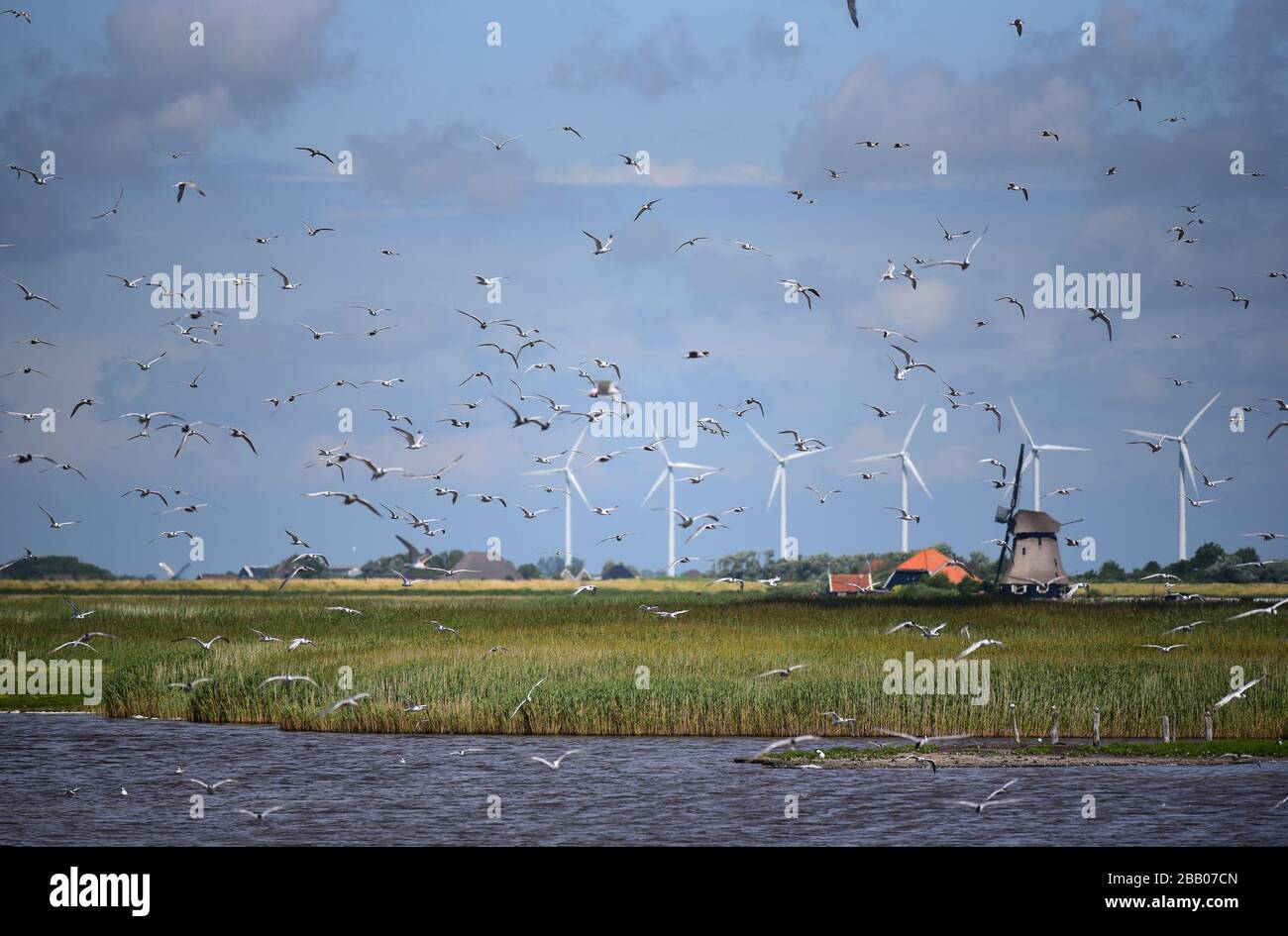 Landscape with large flocks of flying birds at De Putten. Netherlands Stock Photo