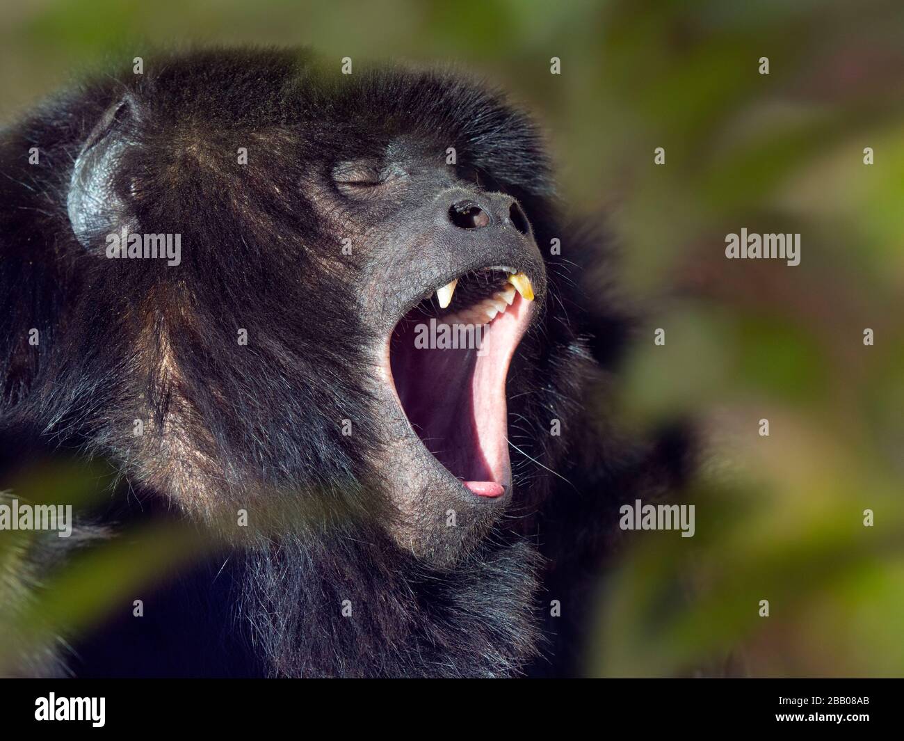 Black howler Alouatta caraya calling also known as black-and-gold howler Captive Portrait male Stock Photo