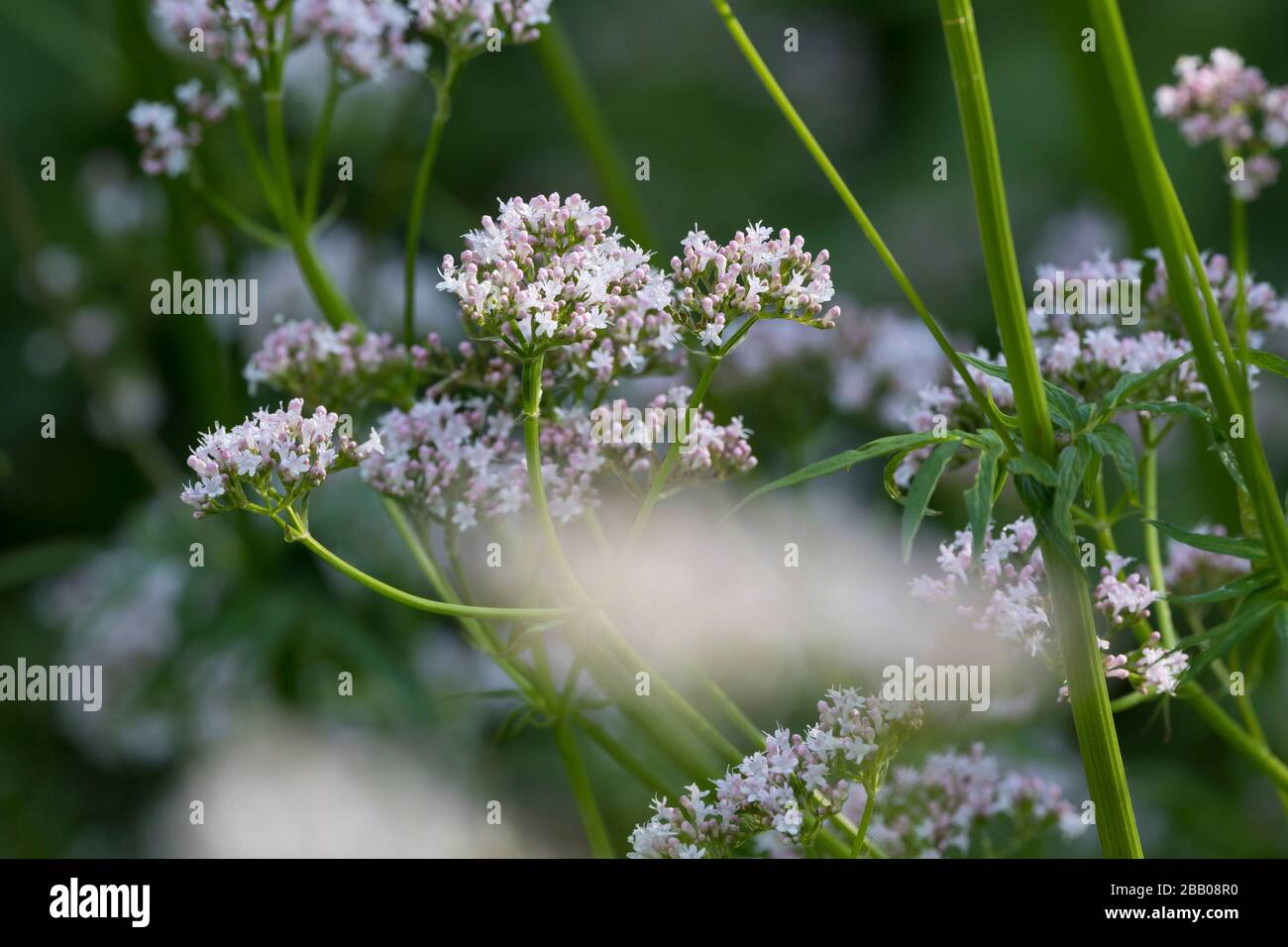 Echter Baldrian, Baldrian, Großer Baldrian, Echter Arznei-Baldrian, Arzneibaldrian, Katzenwurzel, Valeriana officinalis, Common Valerian, garden valer Stock Photo