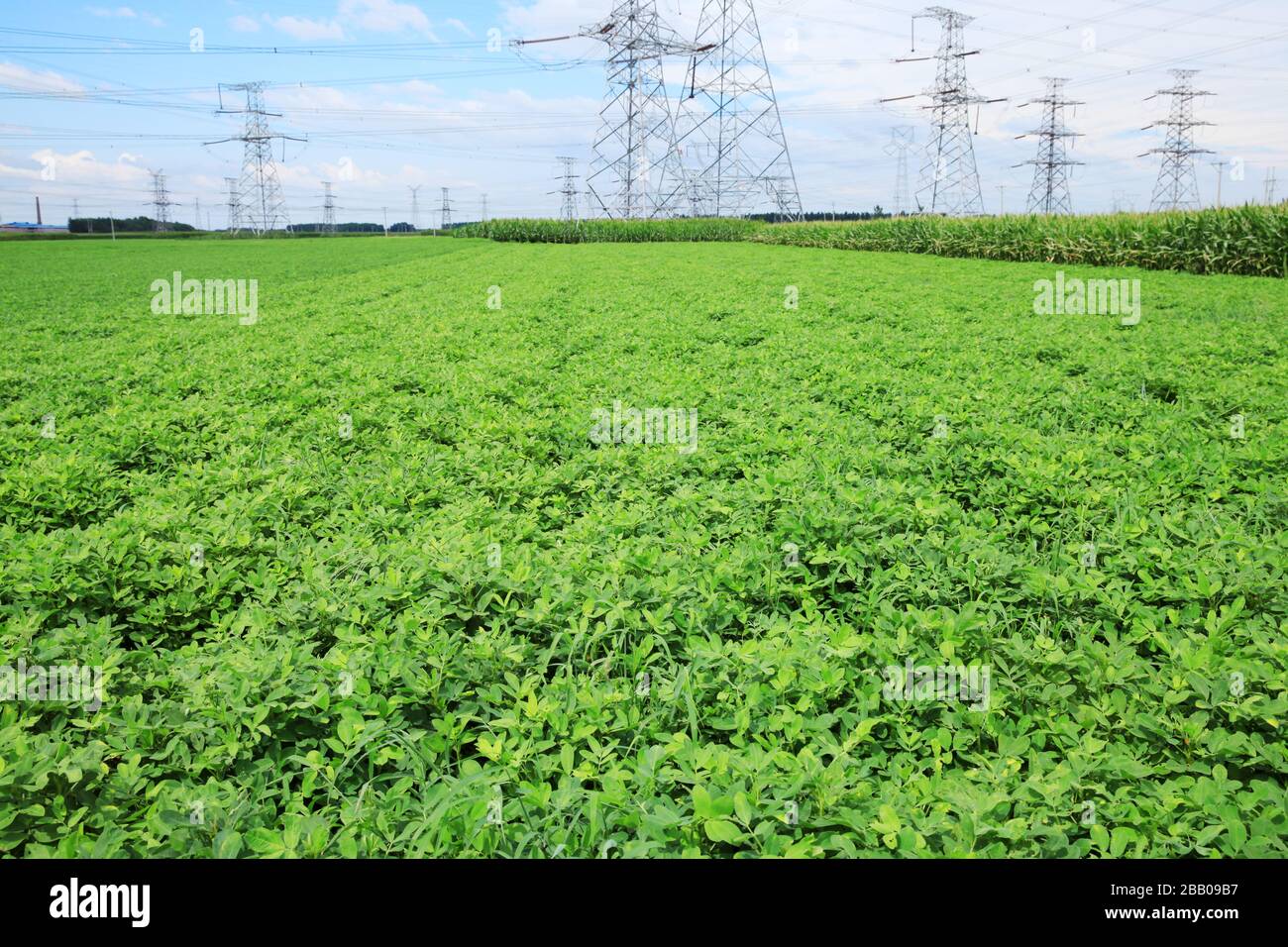 The peanut growing in the field Stock Photo Alamy