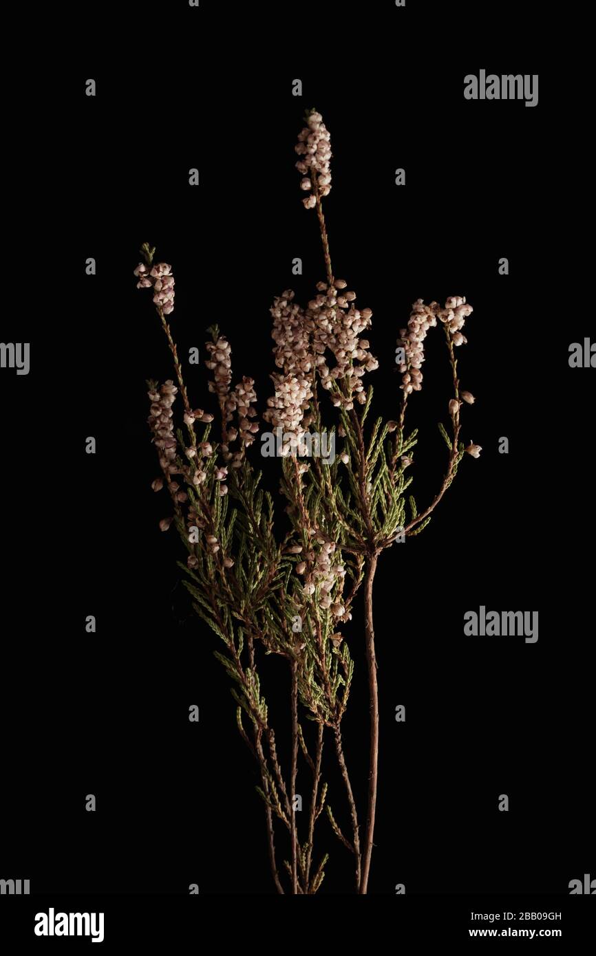 Withered flower. Withered flowers on black background. Dried flowers Stock Photo