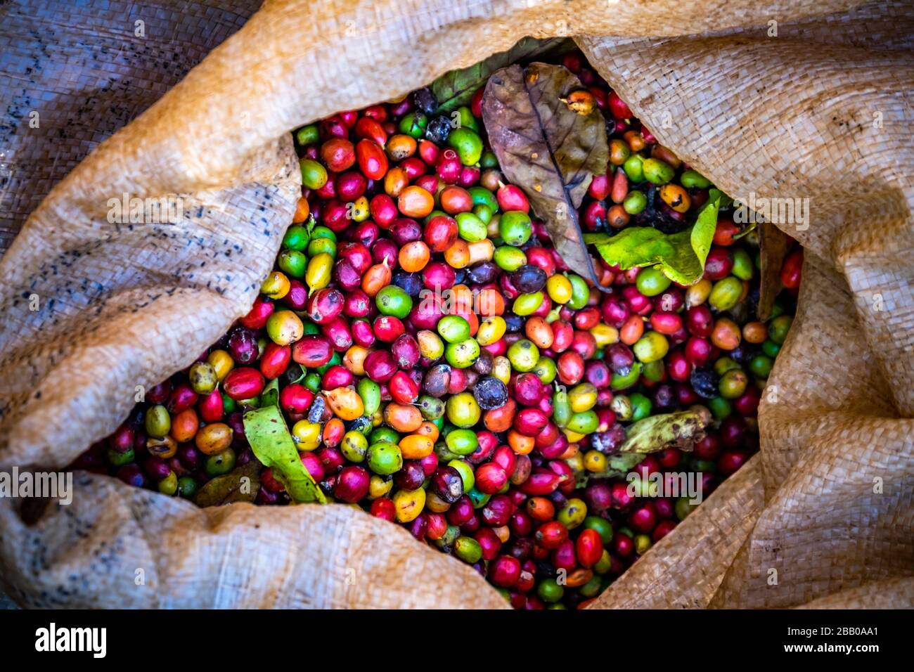 Cuban coffee bean bag hires stock photography and images Alamy