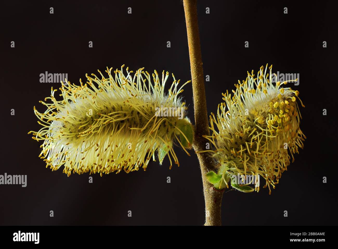 Macro view of male catkins of the goat willow against a black background Stock Photo