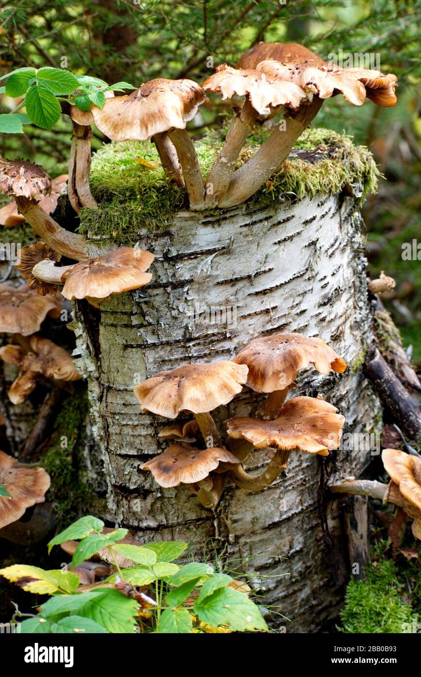 Fungi are growing on the stump of a birch tree (Betula sp.)in a forest