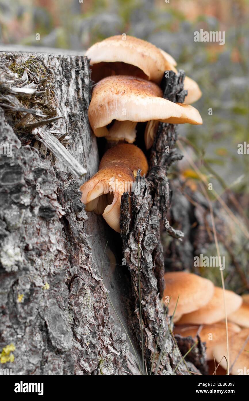 Fungi are growing on the stump of a spruce tree in a forest. There swelling heads are separating the bark from the trunk. Västernorrland, Sweden, Stock Photo