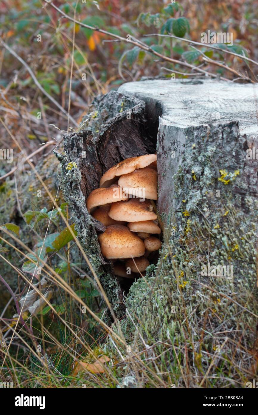 Fungi are growing on the stump of a spruce tree in a forest. There swelling heads are separating the bark from the trunk. Västernorrland, Sweden, Stock Photo