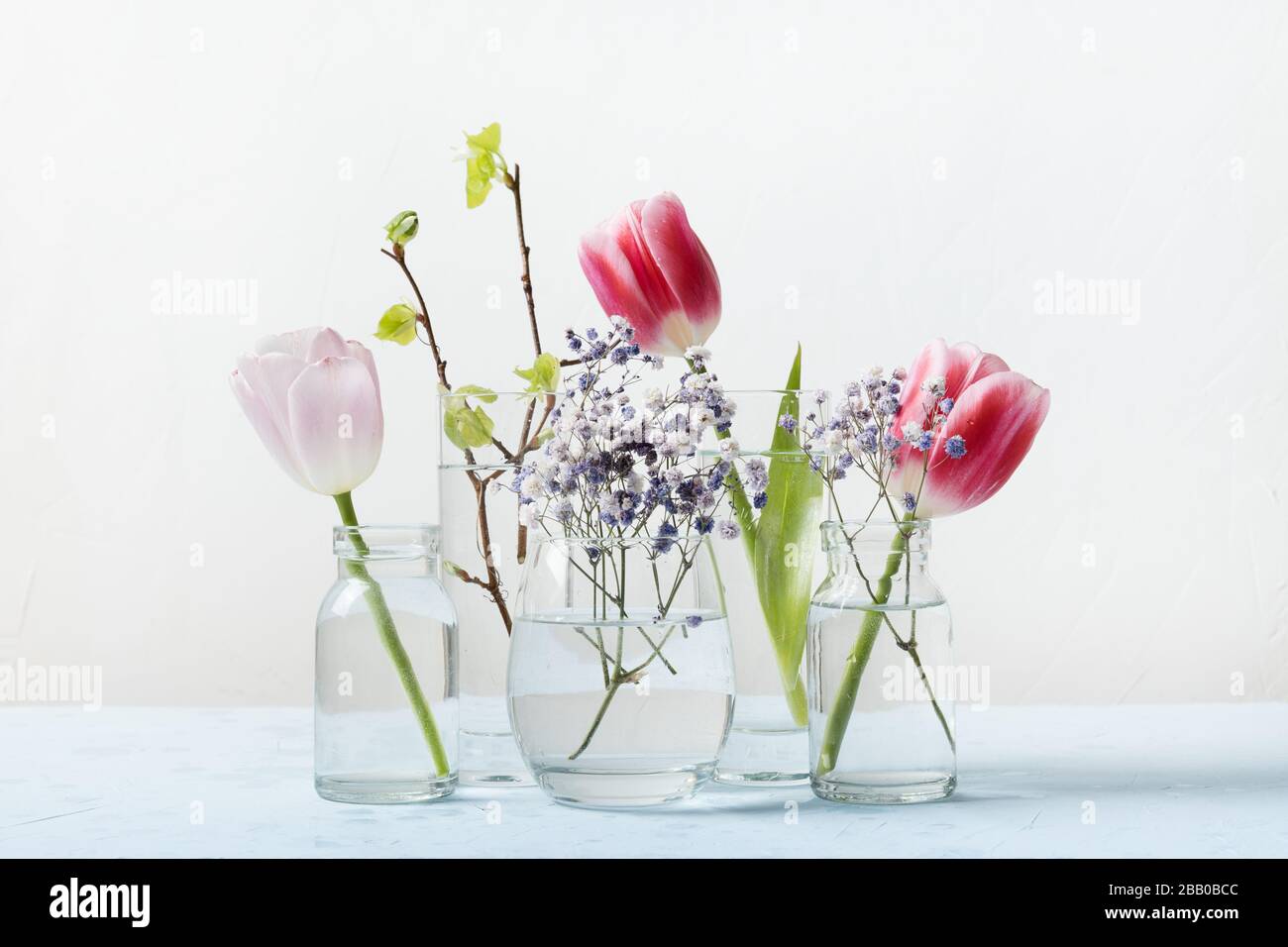 Pink tulip and fresh birch branches distorted through liquid water in glasses on light background. Close up. Spring decor. Stock Photo
