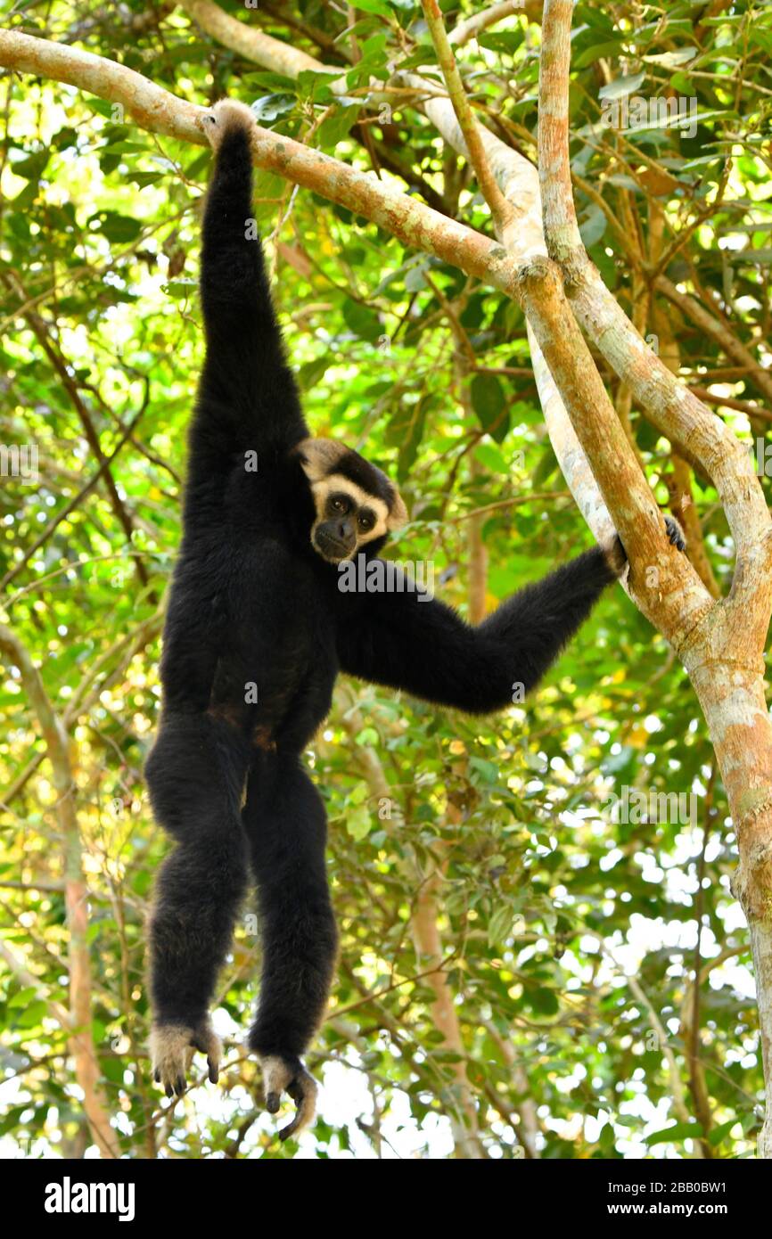 Wild Gibbon monkey in the jungles of Cambodia,South East Asia Stock