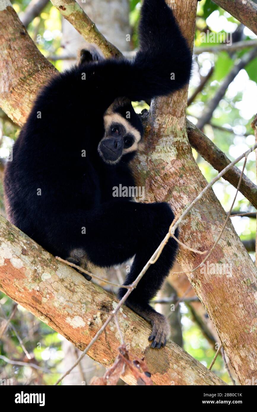 Wild Gibbon monkey in the jungles of Cambodia,South East Asia Stock