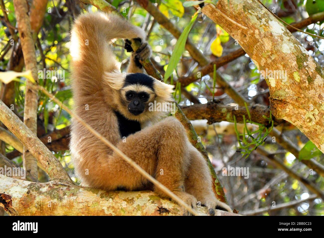 Wild Gibbon monkey in the jungles of Cambodia,South East Asia Stock
