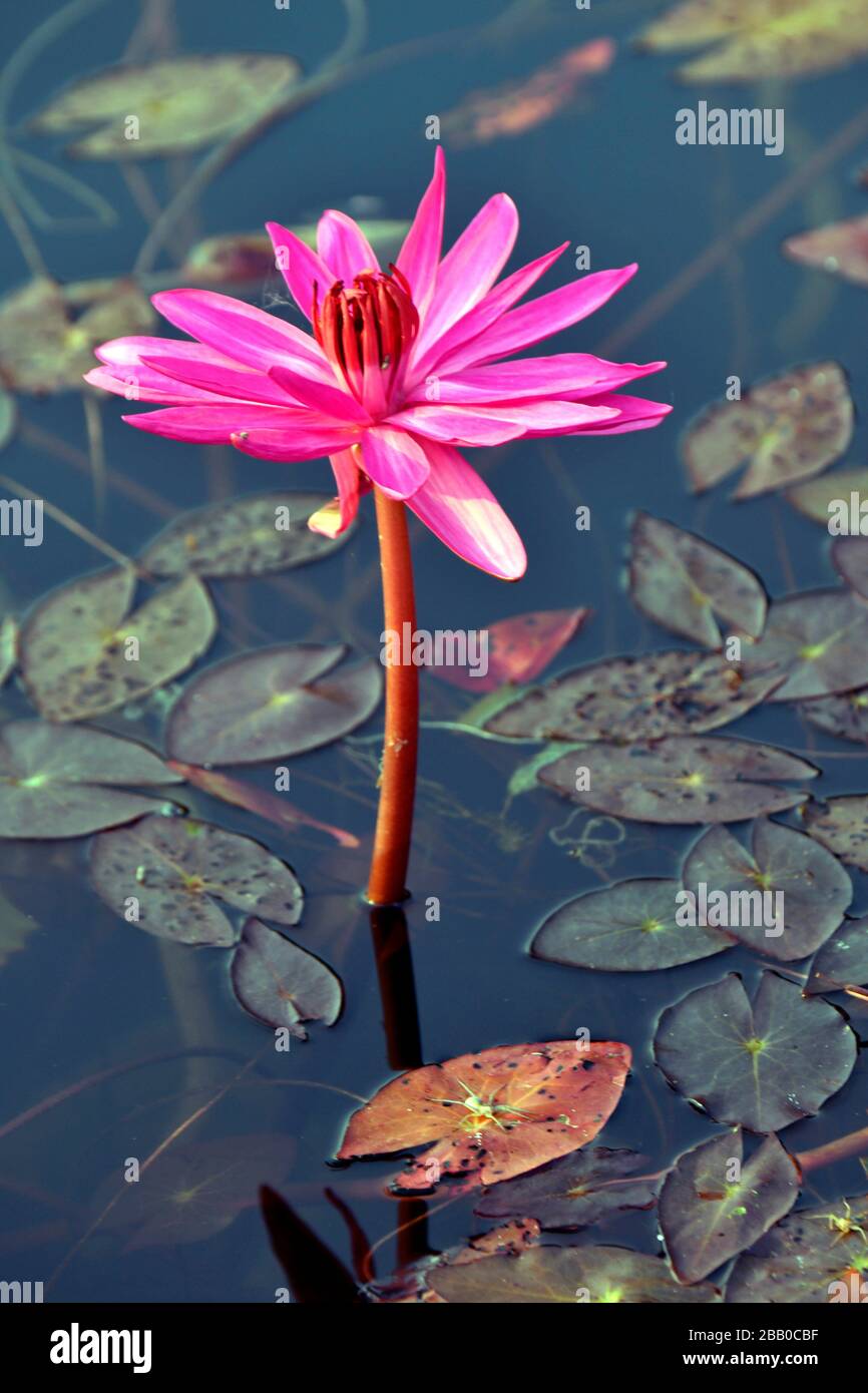 Lotus flower in a pond at Angkor Wat,Cambodia,South East Asia Stock Photo Alamy