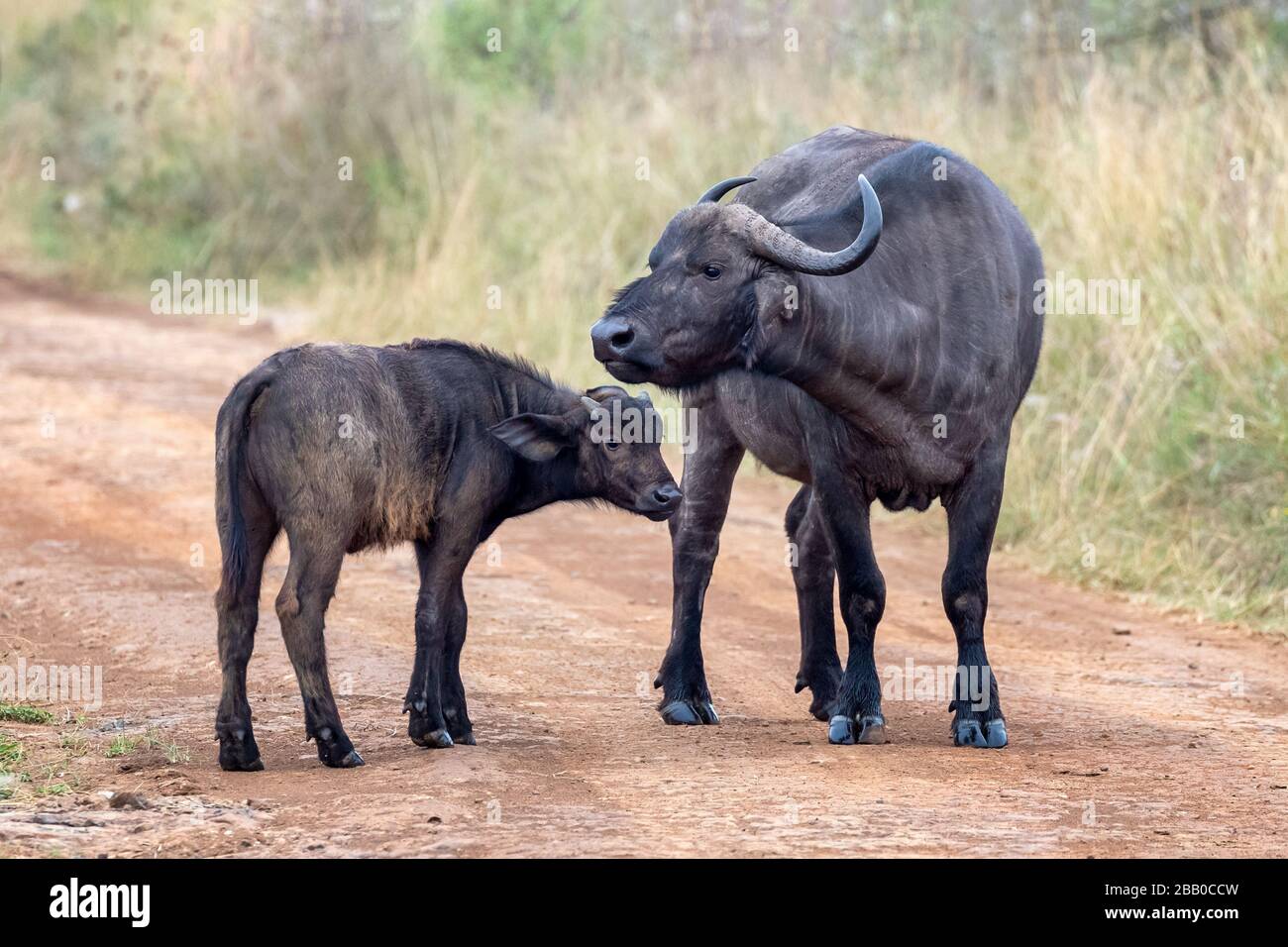Cape buffalo, Syncerus caffer, mother and calf on a dirt road in Nairobi  national Park, Kenya Stock Photo - Alamy