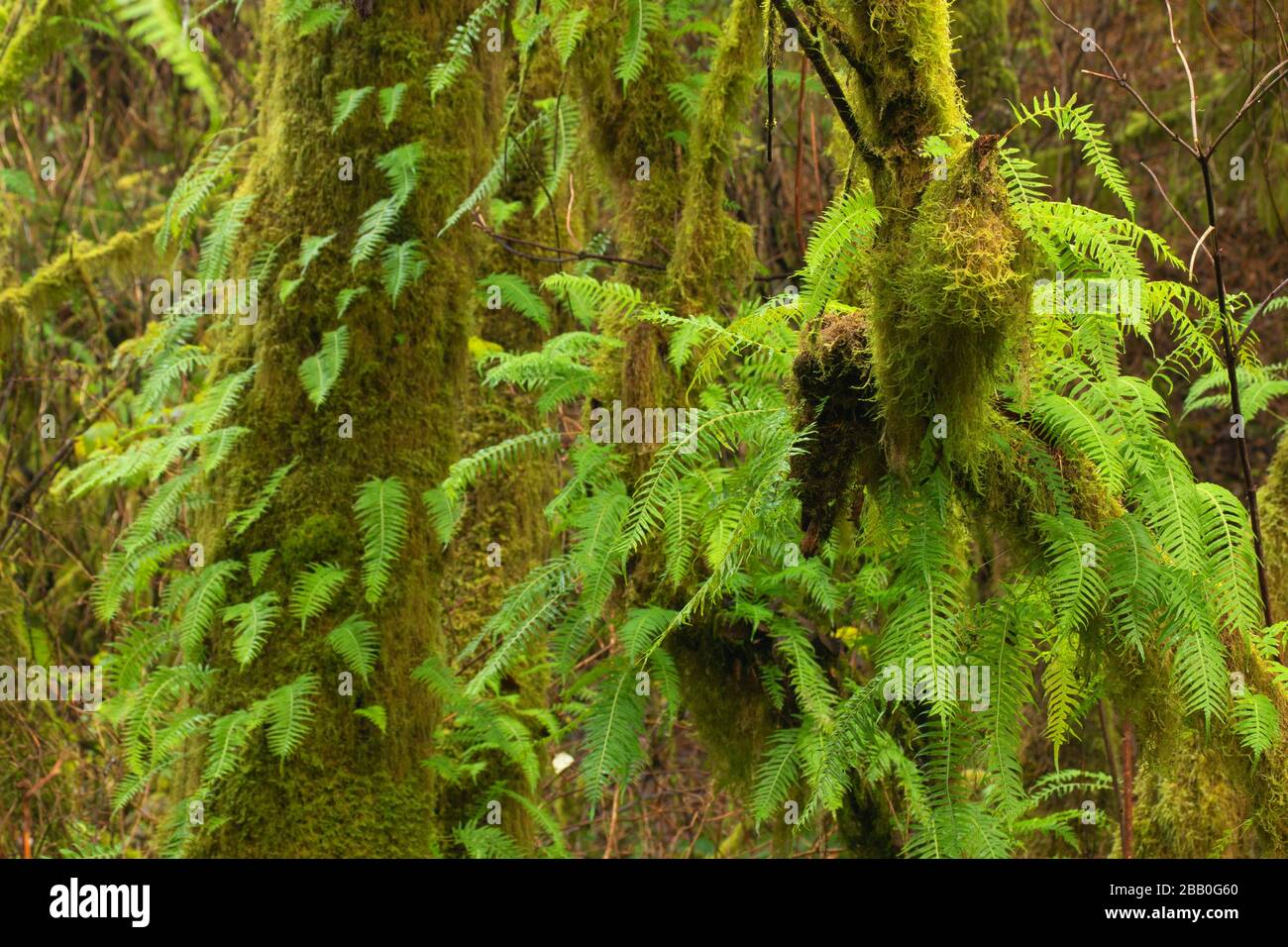 Licorice fern hires stock photography and images Alamy