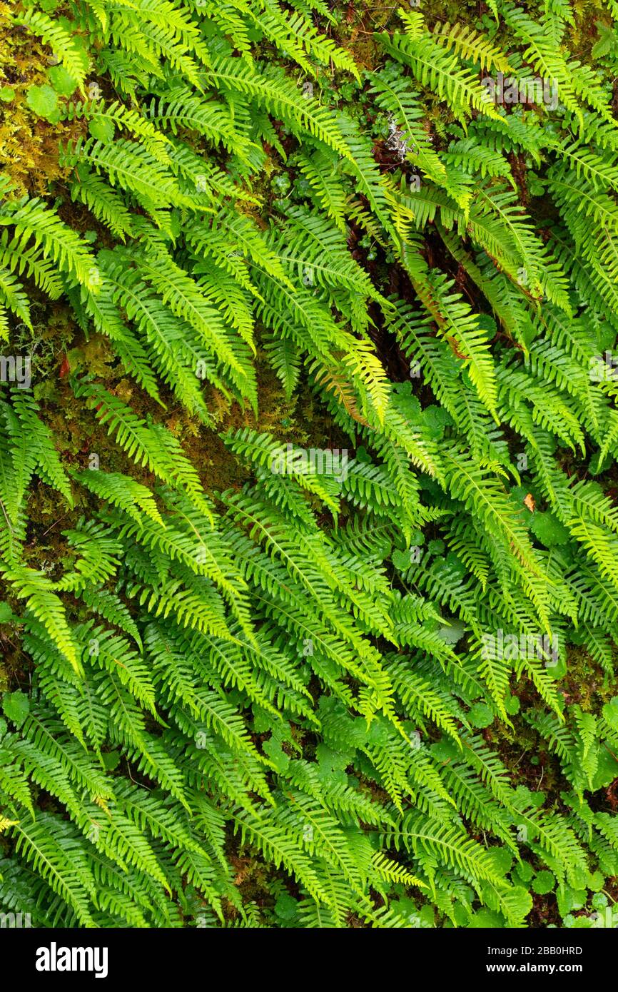 Licorice Fern High Resolution Stock Photography and Images Alamy