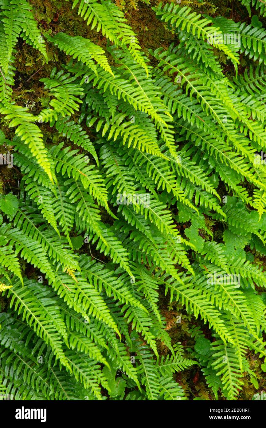 Licorice Fern High Resolution Stock Photography and Images Alamy
