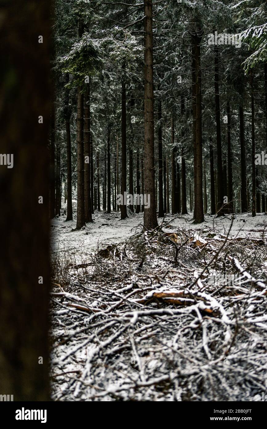 Trees in the winter forest hi-res stock photography and images - Alamy