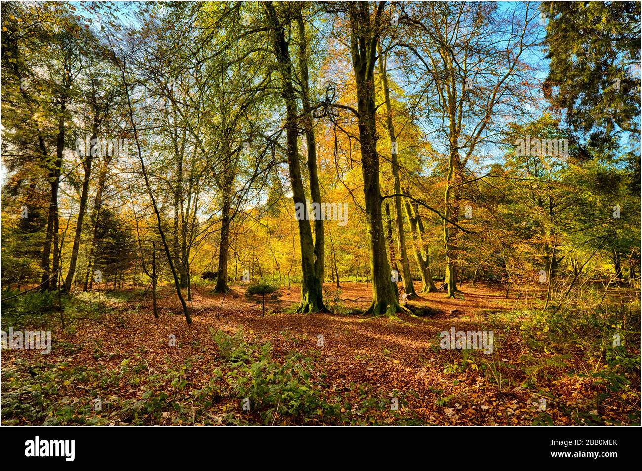 Welsh woodland pathway hi-res stock photography and images - Alamy