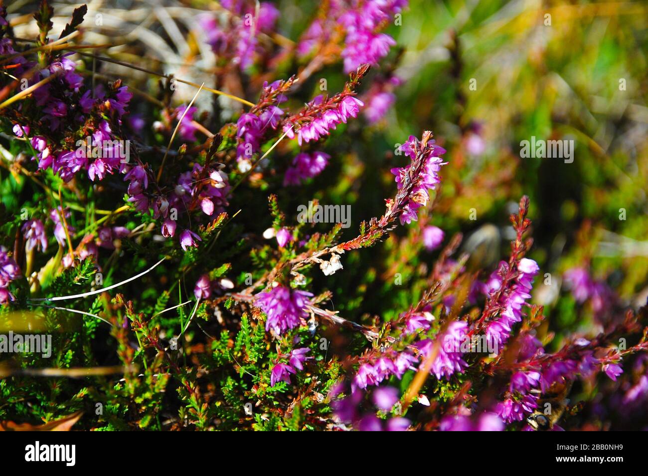 violet calluna vulgaris macro with green background Stock Photo